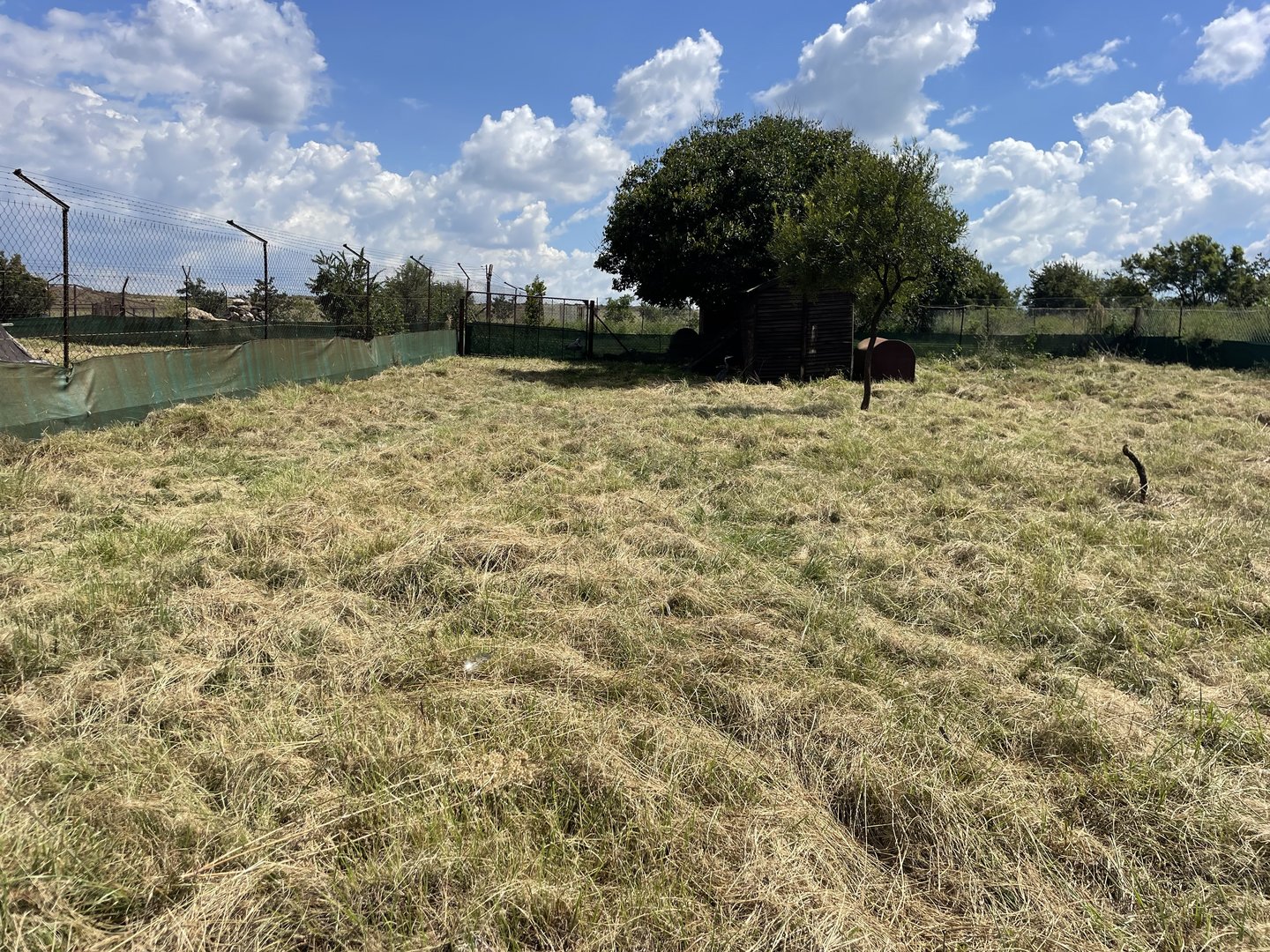 Natal Red Duiker Enclosure (Cephalophus natalensis)