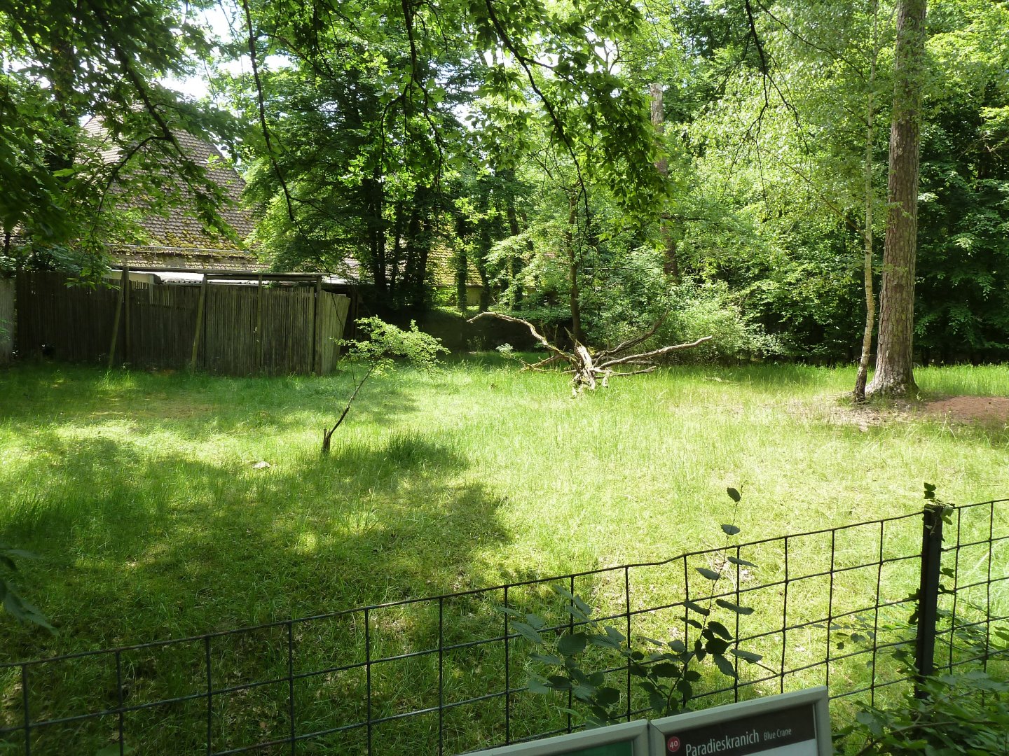 Natal red duiker enclosure