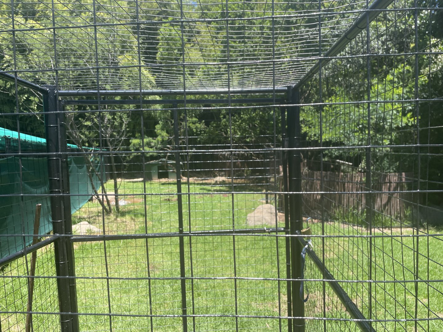 Natal Red Duiker Exhibit (Cephalophus natalensis)