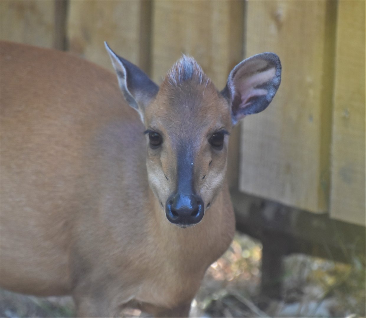 Natal red duiker female