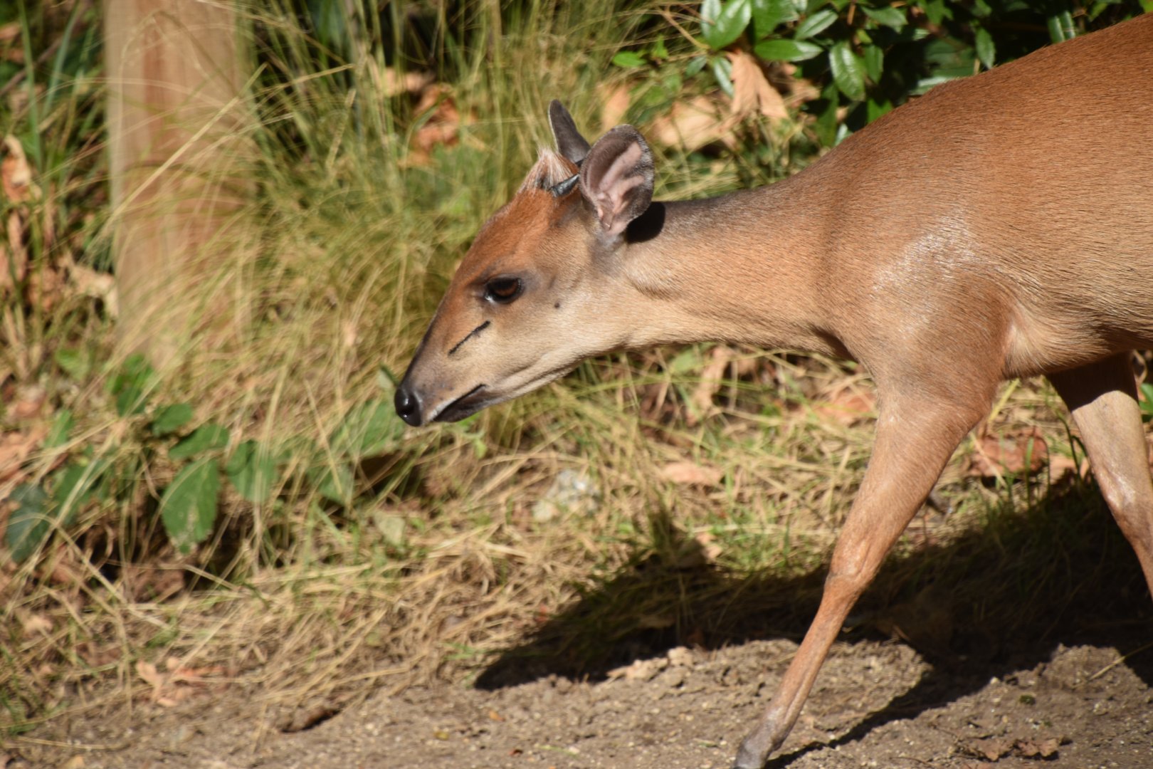 Natal red duiker female
