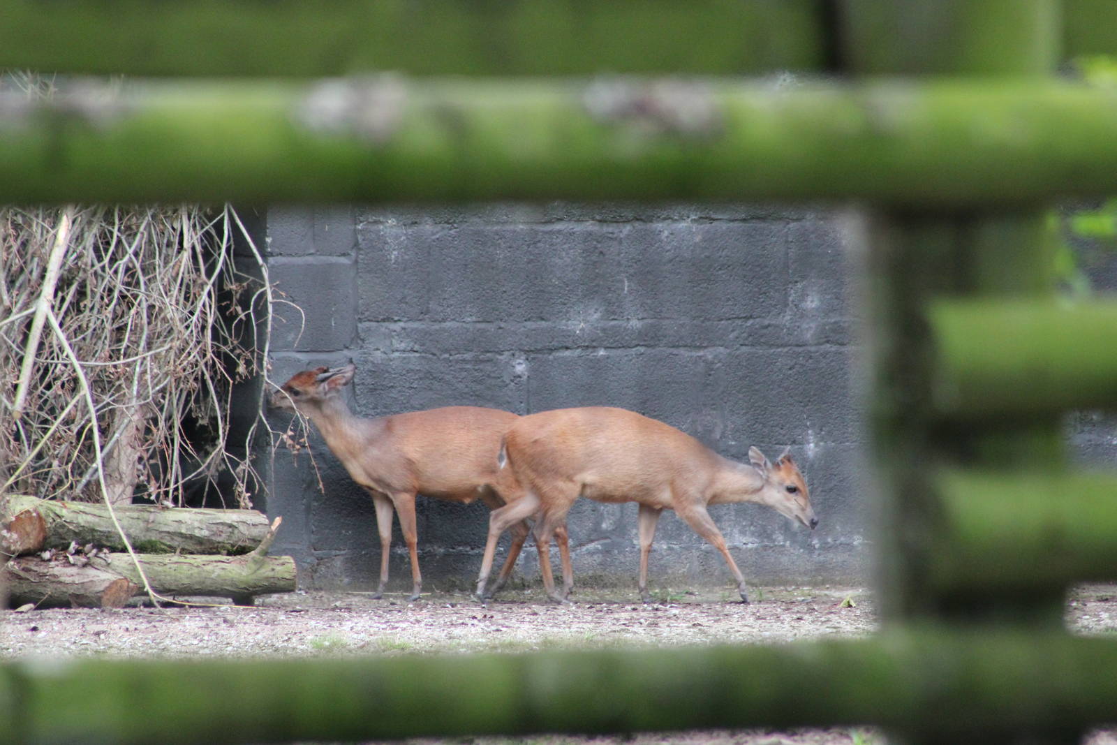 Natal red duiker