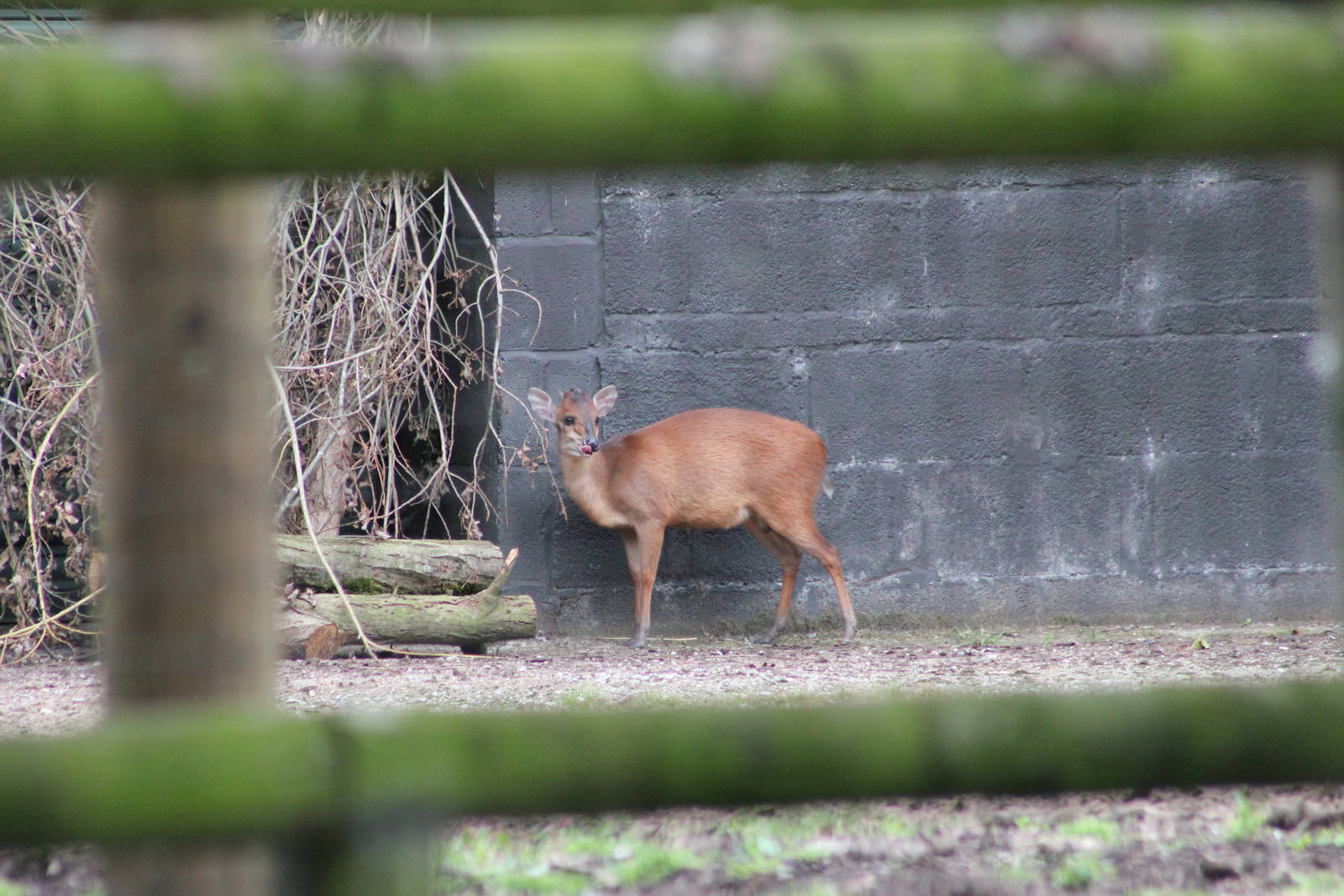 Natal red duiker