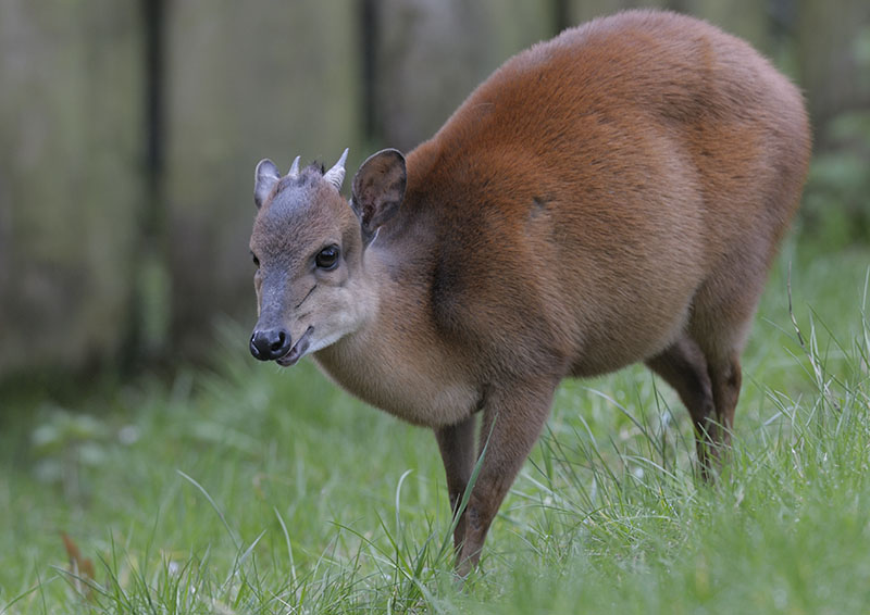 Natal red duiker