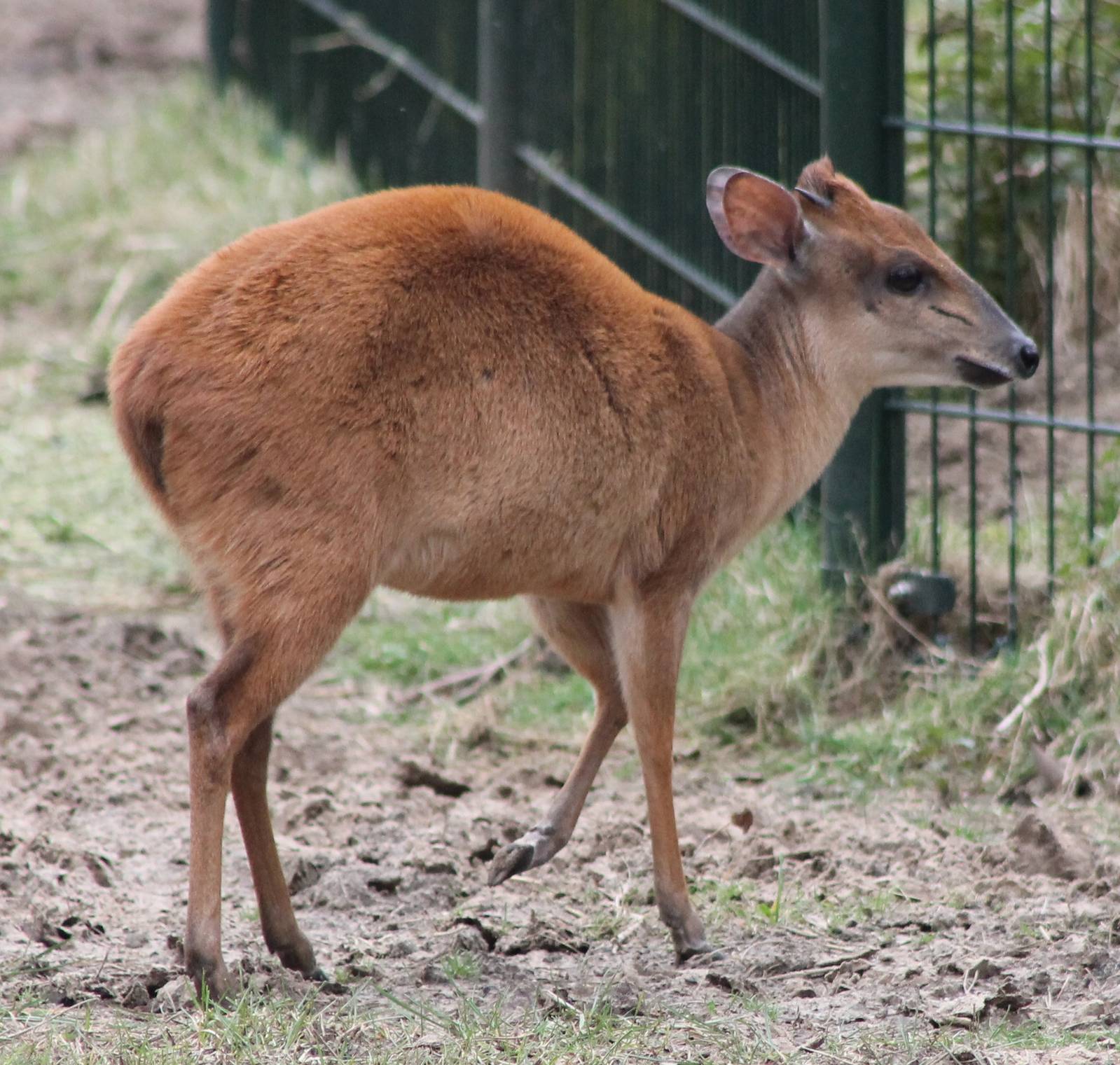 Natal red duiker