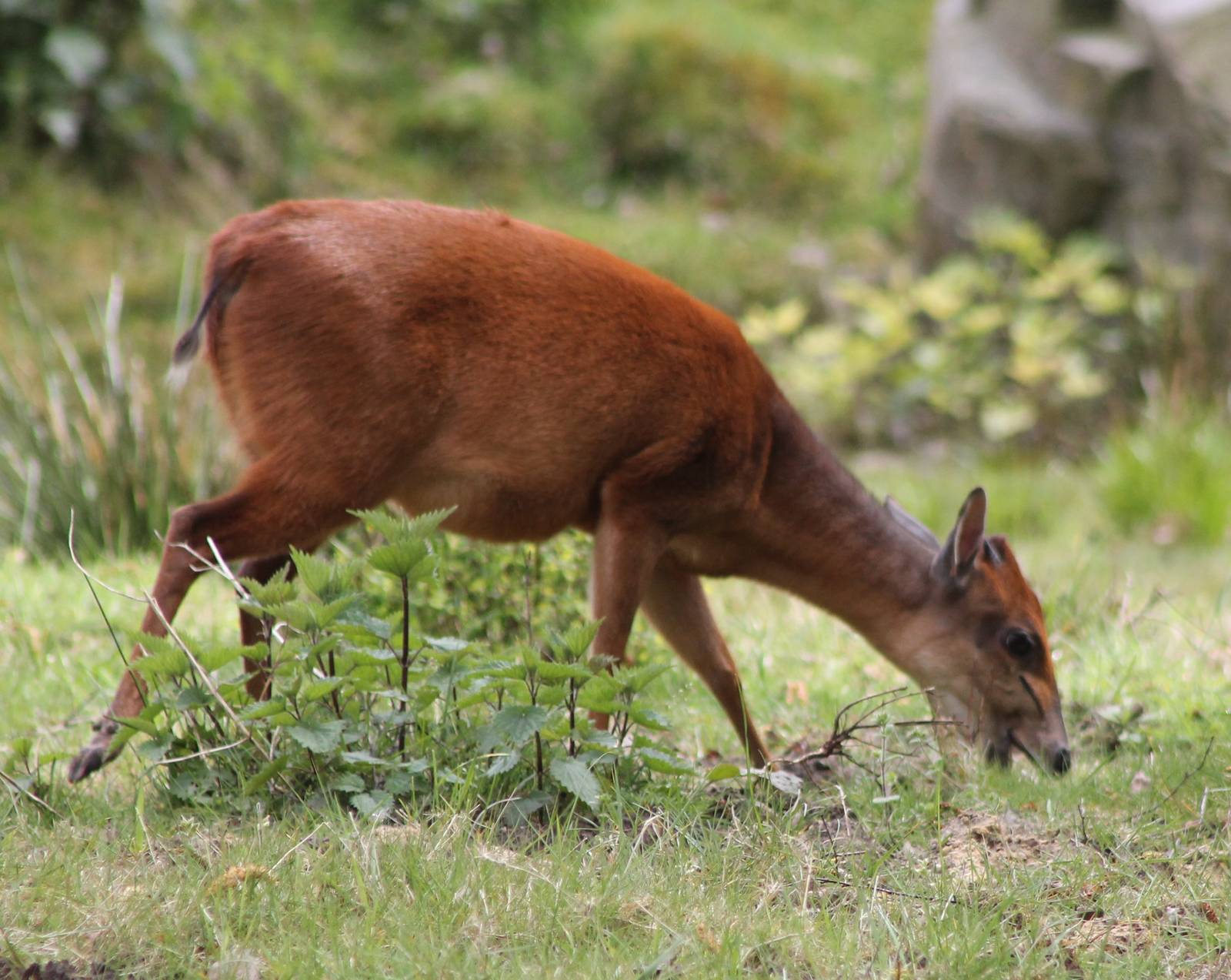 Natal red duiker