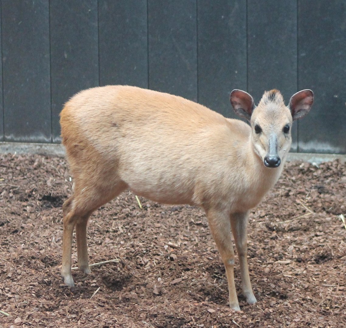 Natal red duiker