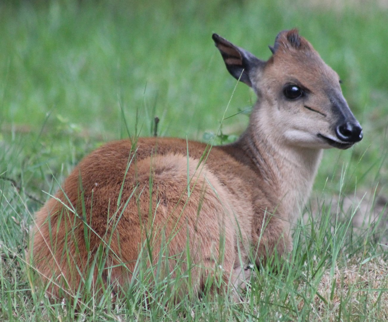 Natal red duiker