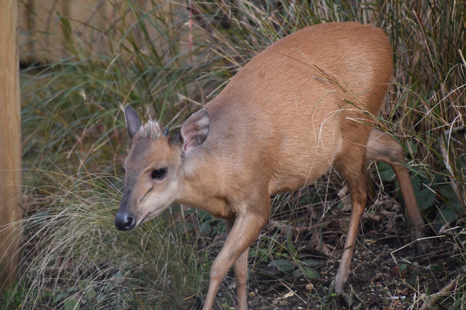Natal red duiker