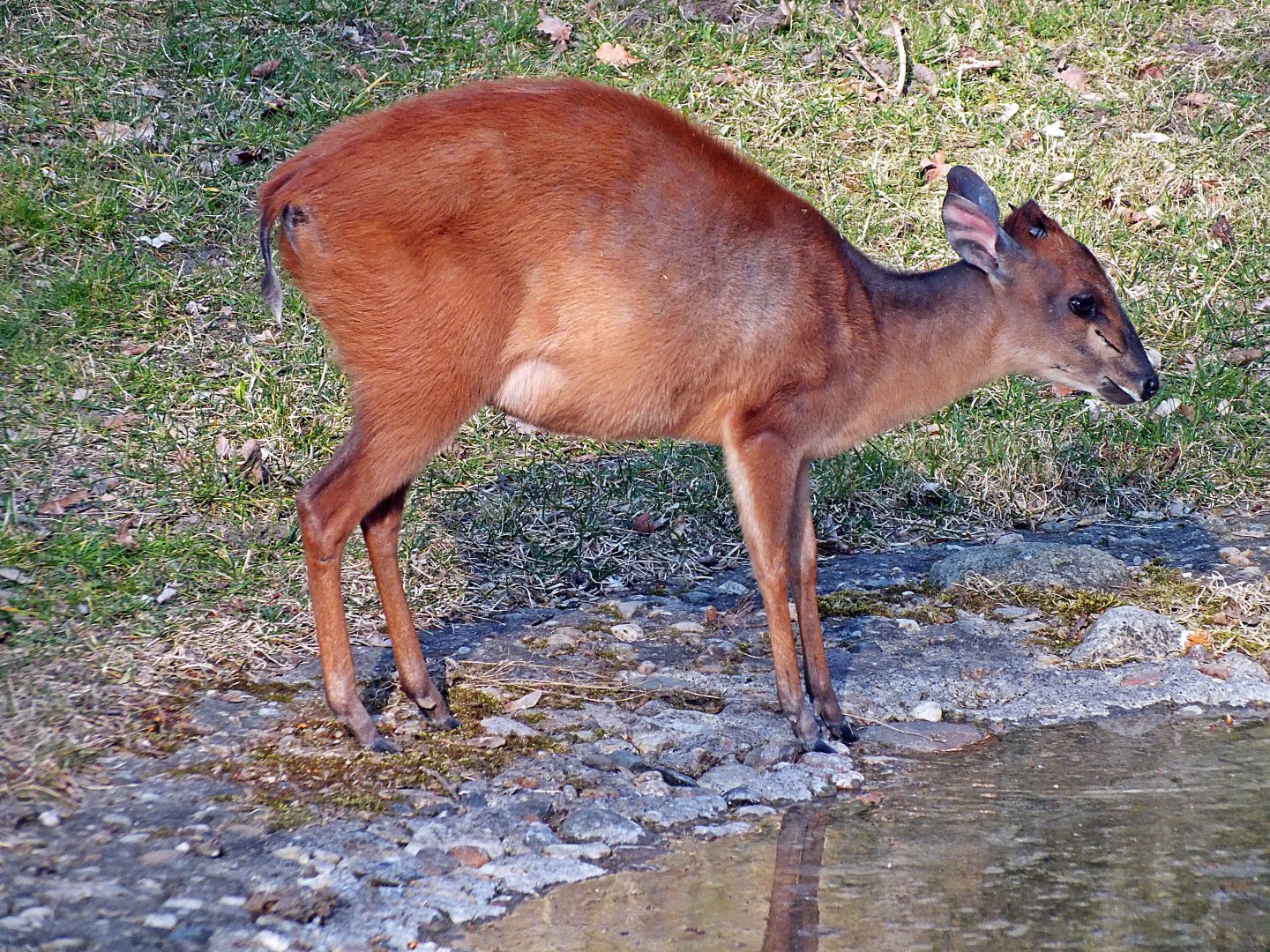 Natal red duiker