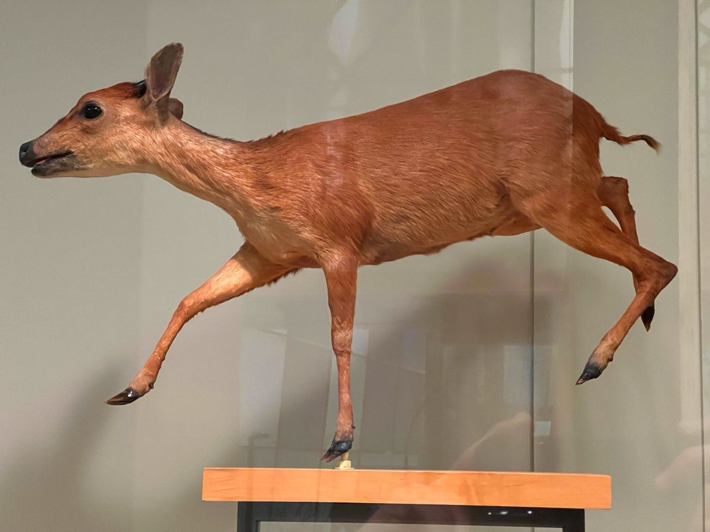 Natal Red Duiker