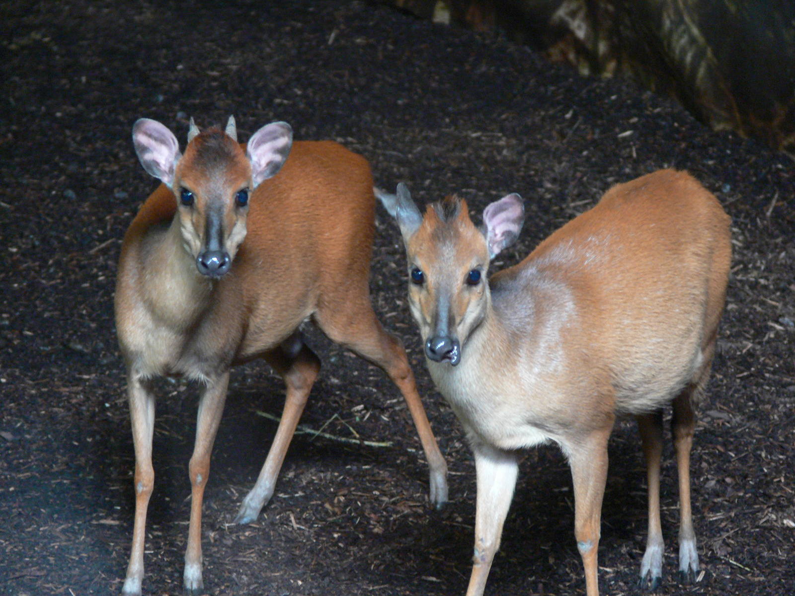 Natal Red Duikers at Chester, 23/07/14