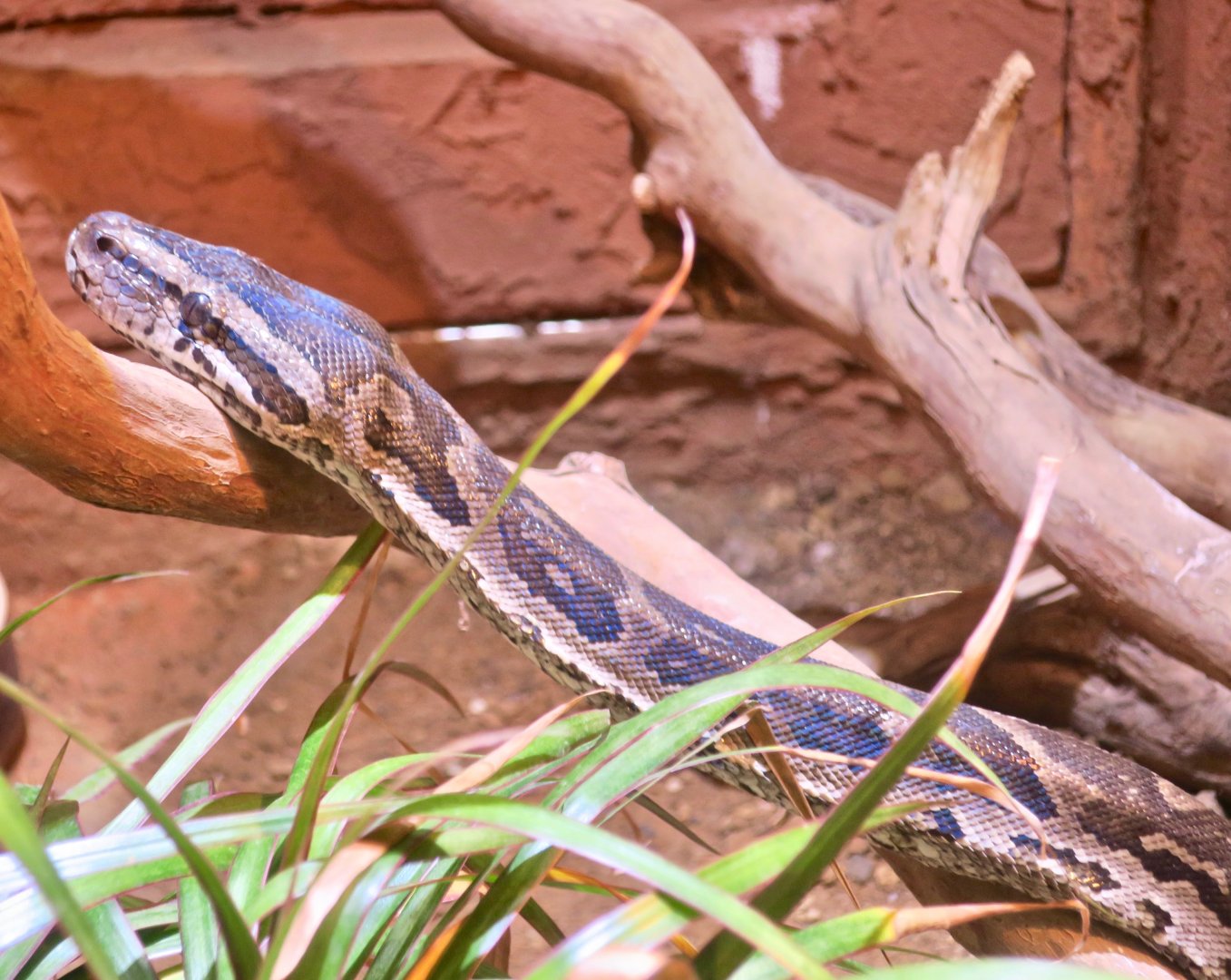 Natal Rock Python (Python natalensis)