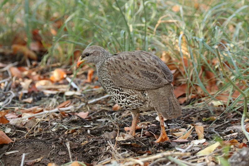 Natal spurfowl (Pternistis natalensis)