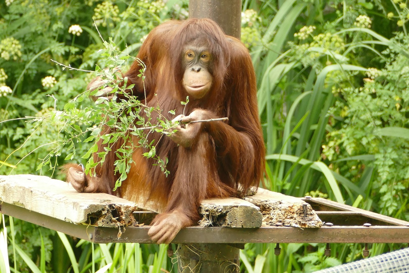 Natalia, Bornean orangutan, June 2023