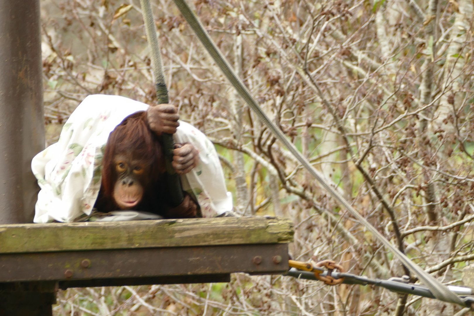 Natalia, Bornean Orangutan, November 2021