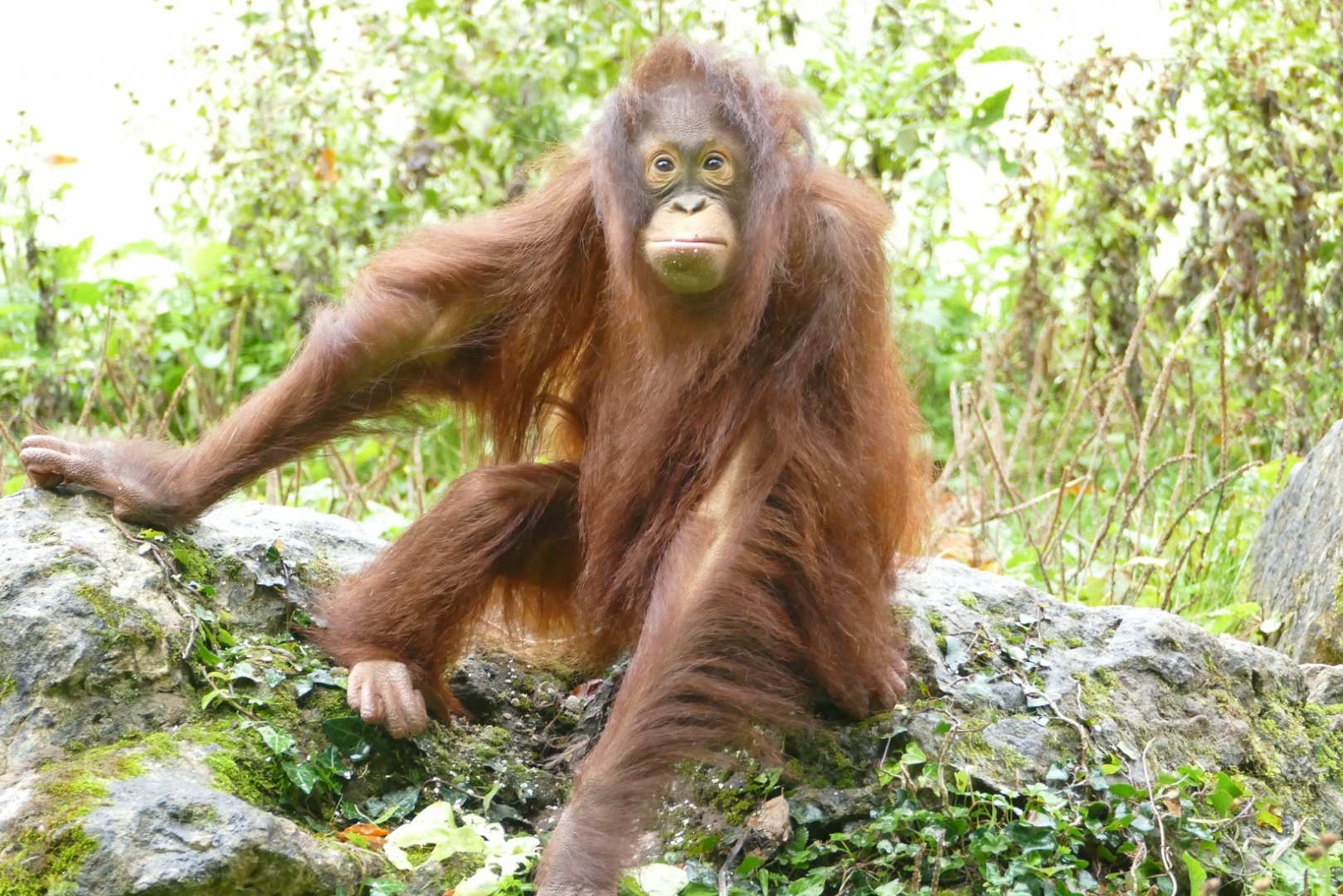 Natalia, Bornean orangutan, October 2018
