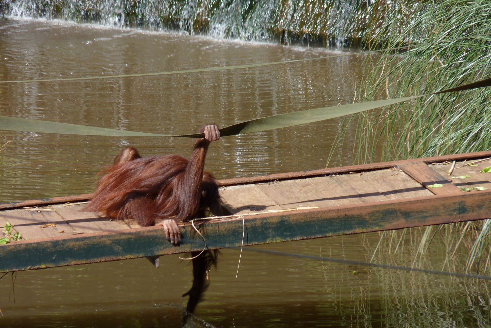 Natalia, Bornean orangutan. September 2017