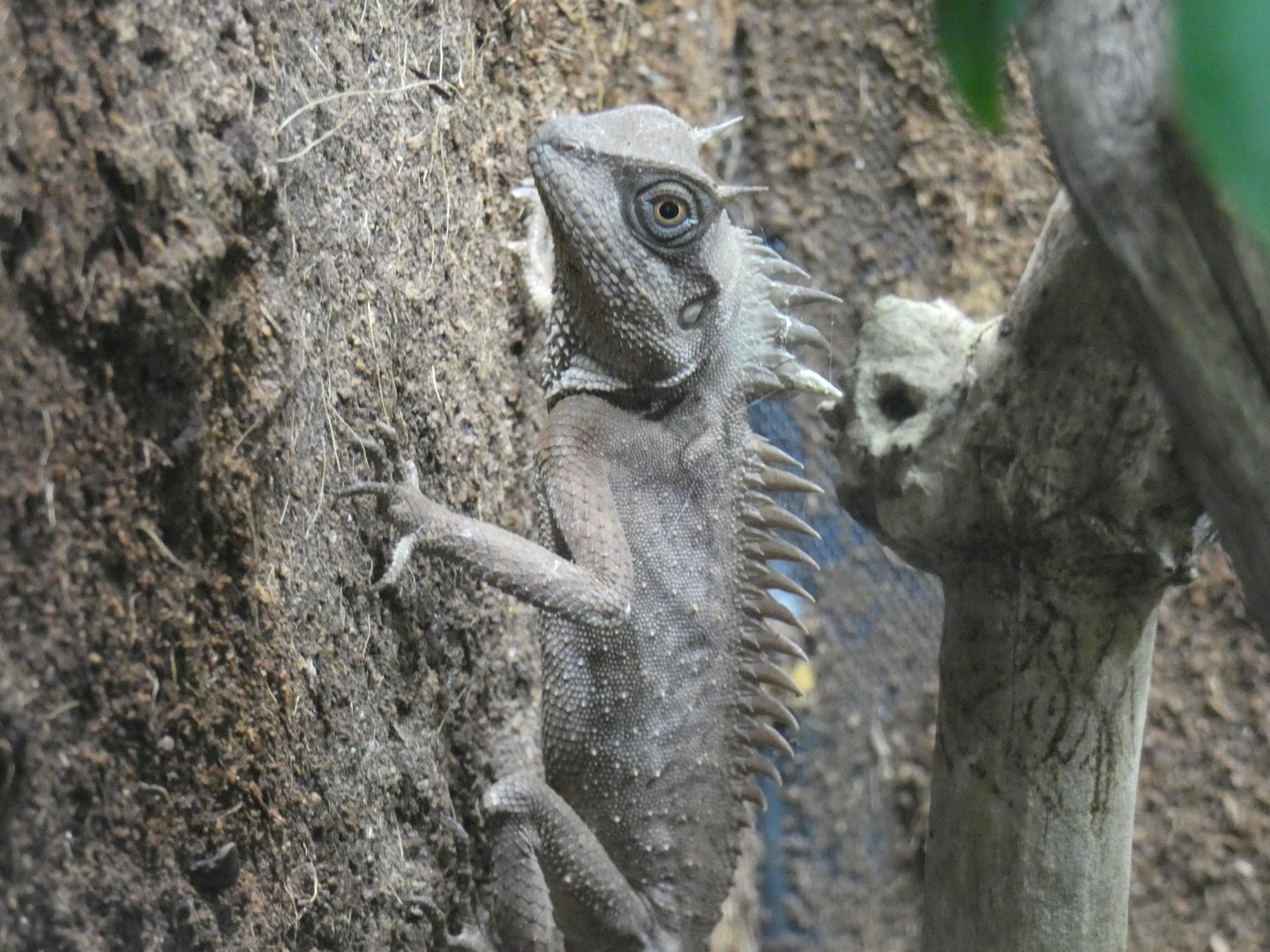 Natalia's spiny lizard