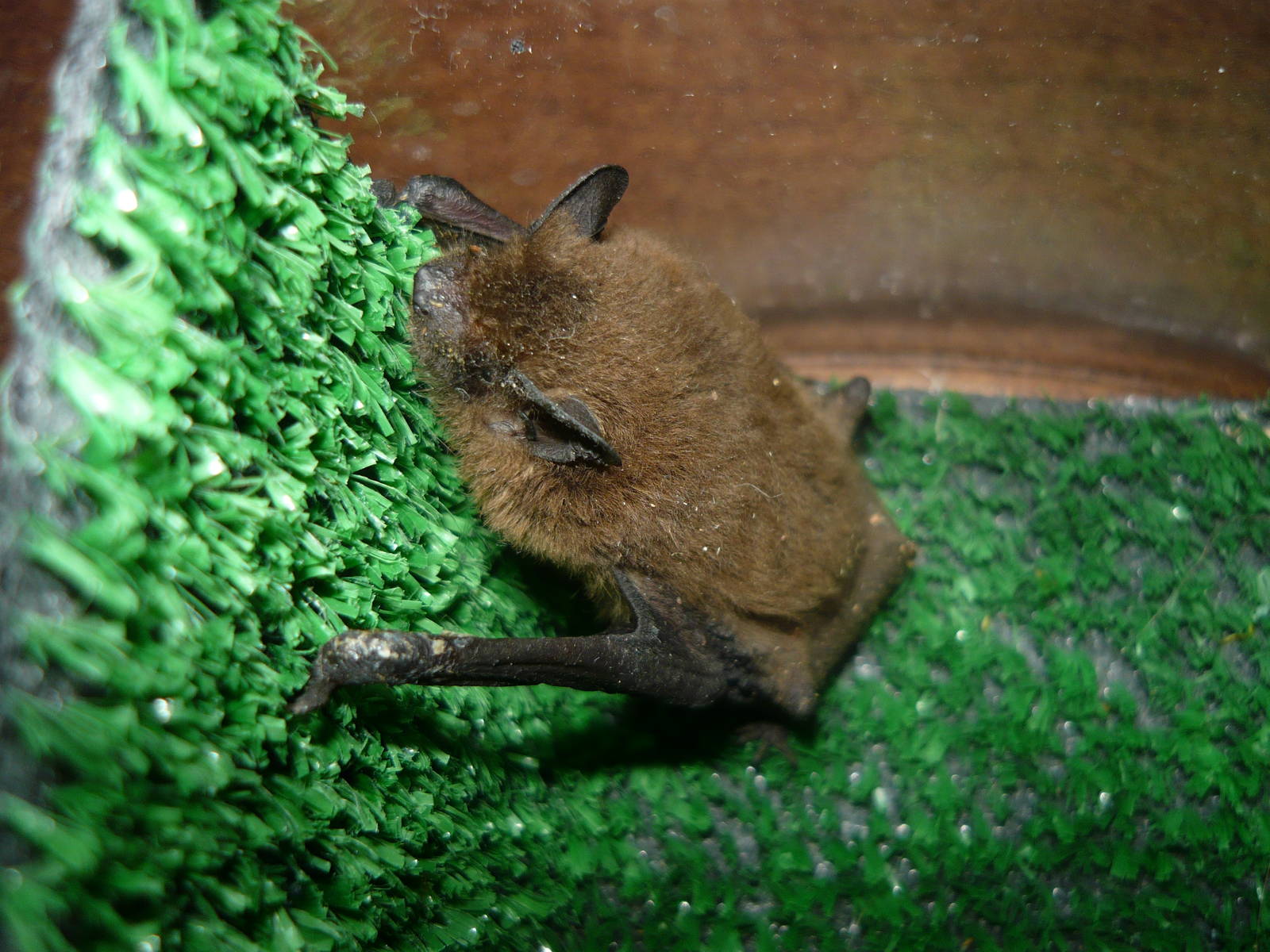Nathusius's pipistrelle (Pipistrellus nathusii)