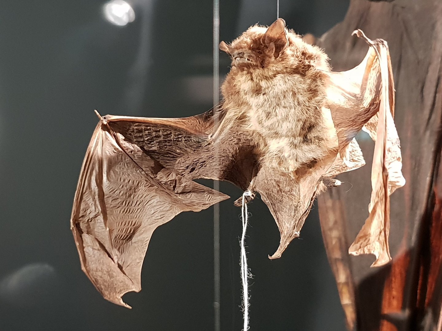 Nathusius's pipistrelle - Pipistrellus nathusii