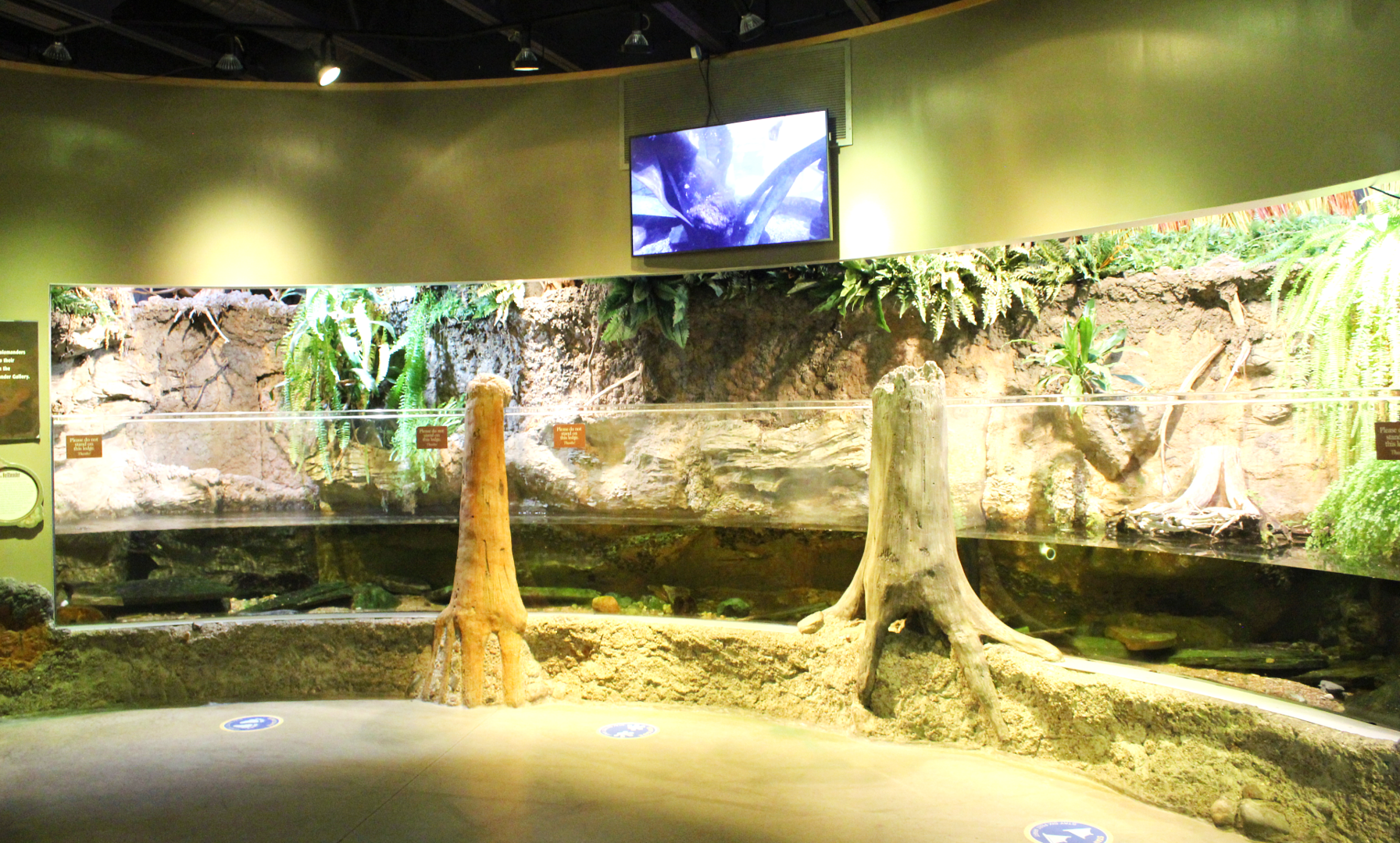 National Amphibian Conservation Center - Eastern Hellbender Exhibit