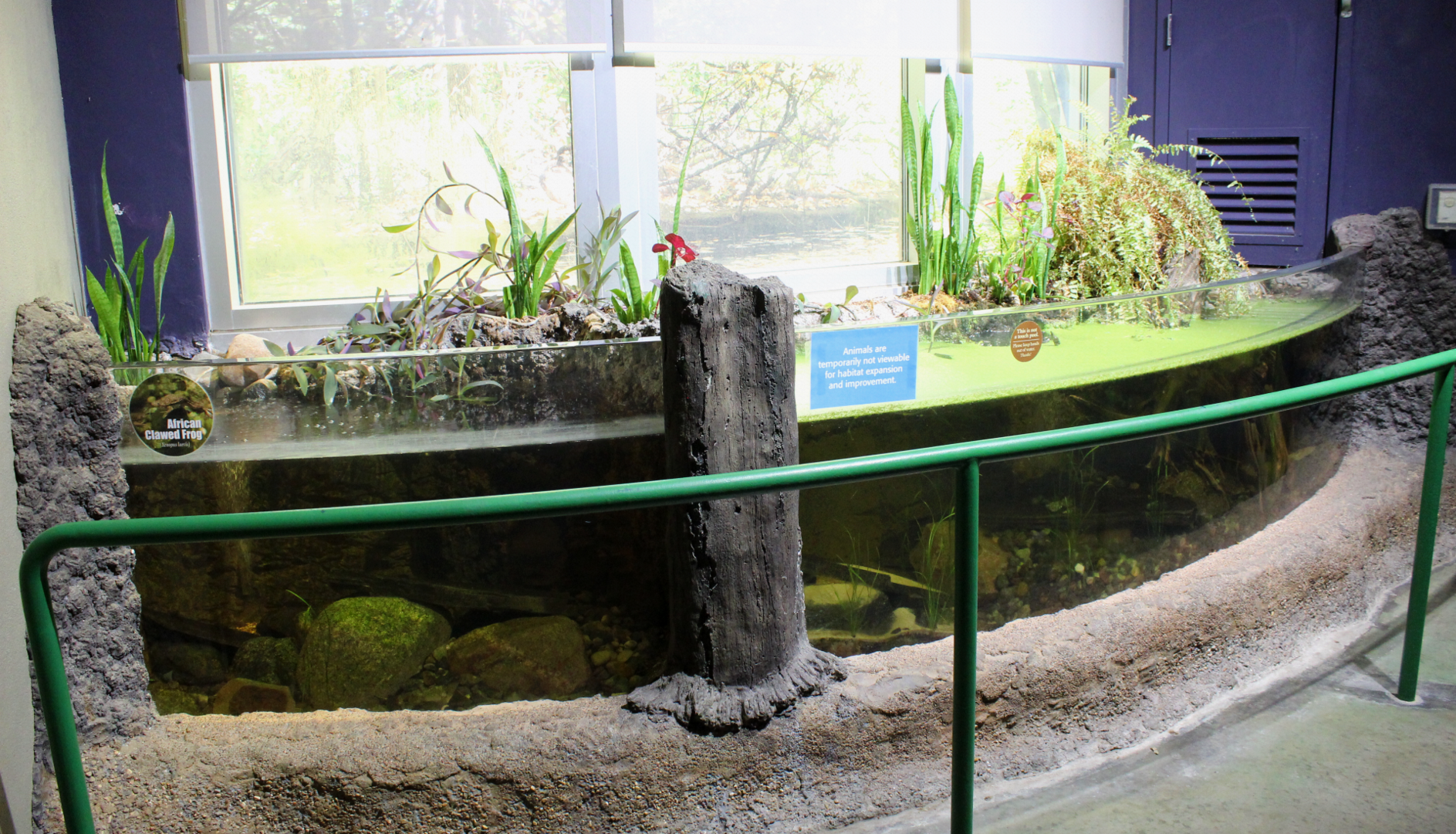 National Amphibian Conservation Center - Open-topped Exhibits