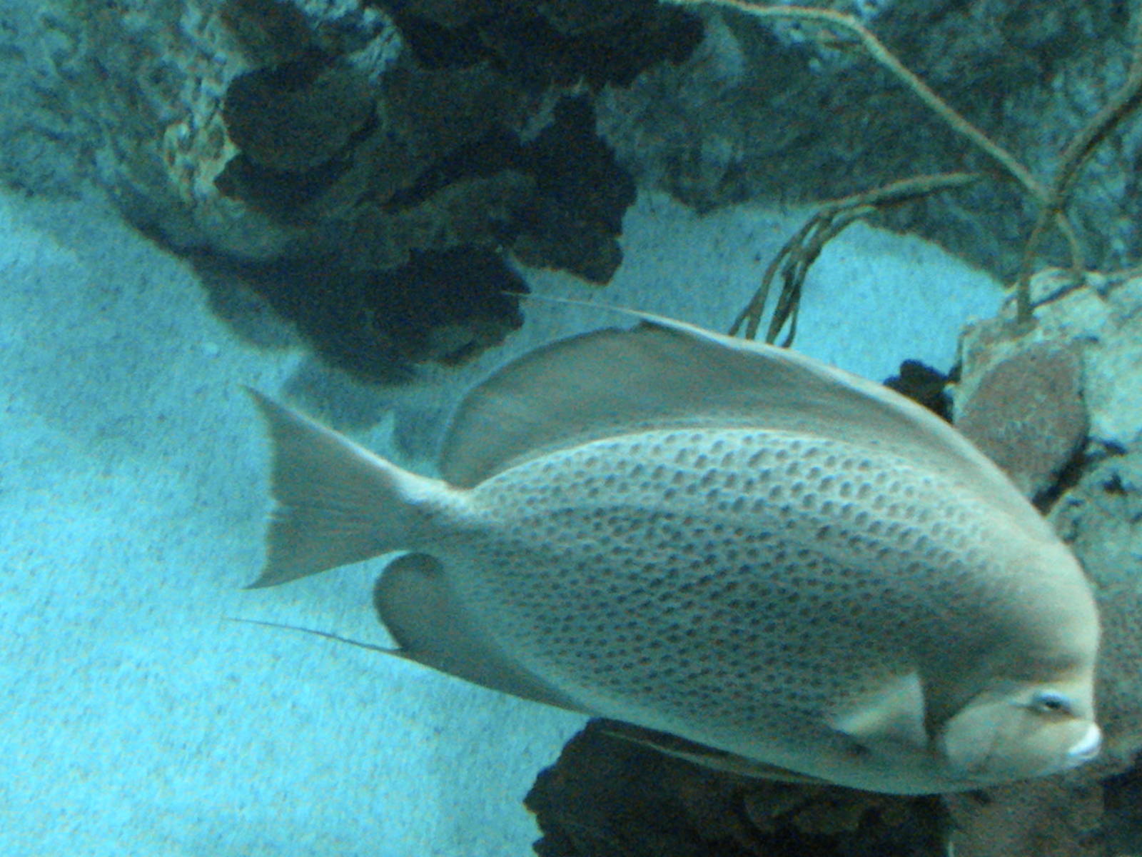 National Aquarium in Baltimore 207