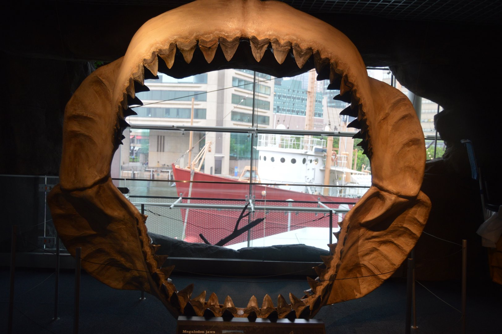 National Aquarium in Baltimore - Megalodon Display