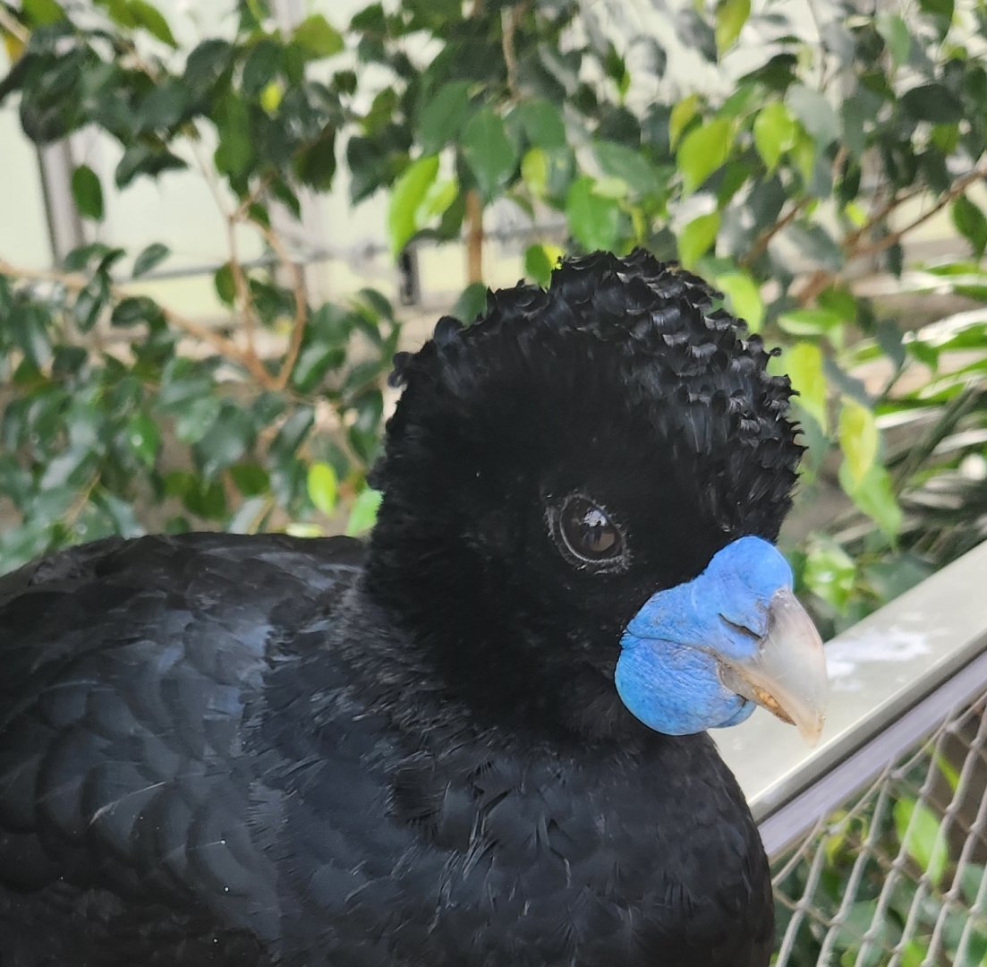 National Aviary - Blue-billed Curassow
