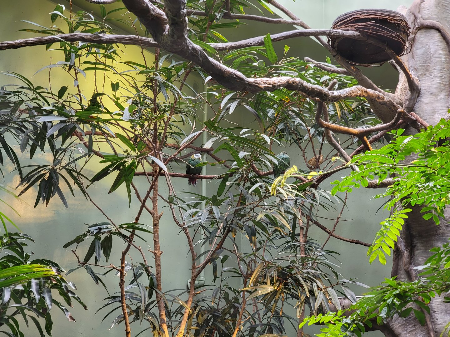 National Aviary - Canary's Call, Andean Mountain Habitat, Black-naped Fruit Dove