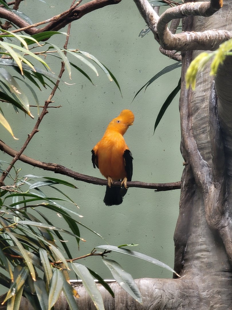 National Aviary - Canary's Call, Andean Mountain Habitat, male Andean Cock-of-the-Rock