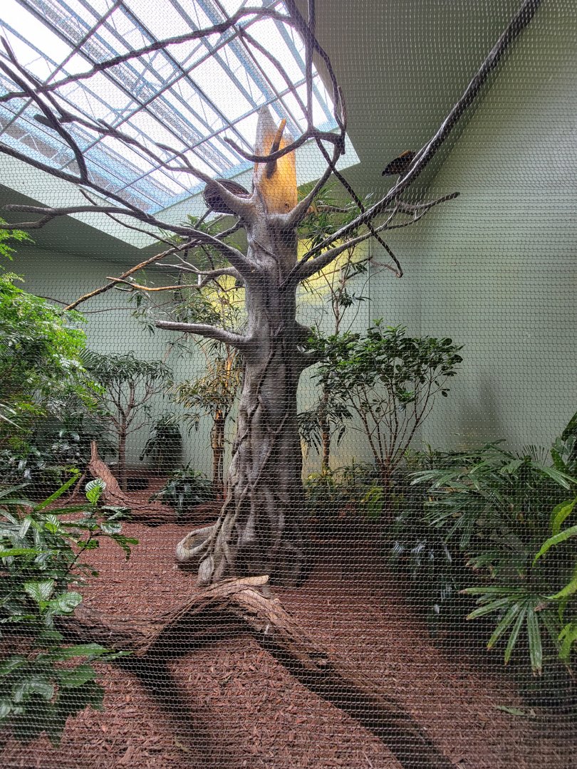 National Aviary - Canary's Call, Andean Mountain Habitat