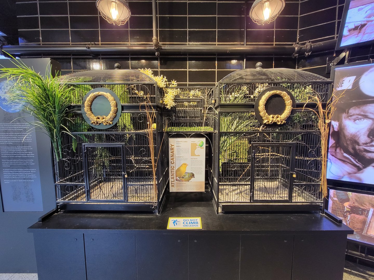 National Aviary - Canary's Call, Atlantic canary