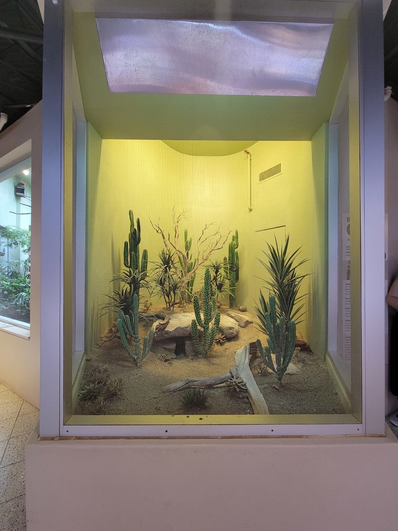 National Aviary - Canary's Call, Burrowing owl