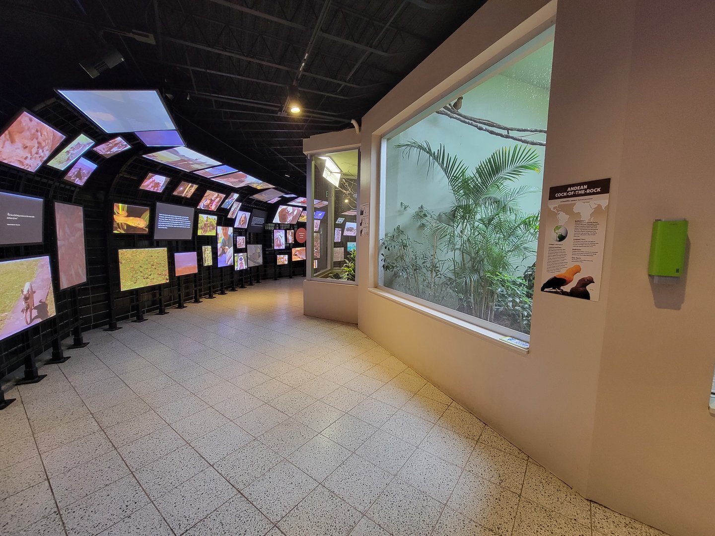 National Aviary - Canary's Call, Guam Kingfisher in middle and Andean Mountain Habitat on right