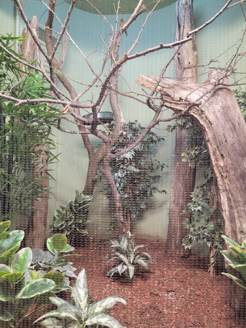 National Aviary - Canary's Call, Guam kingfisher