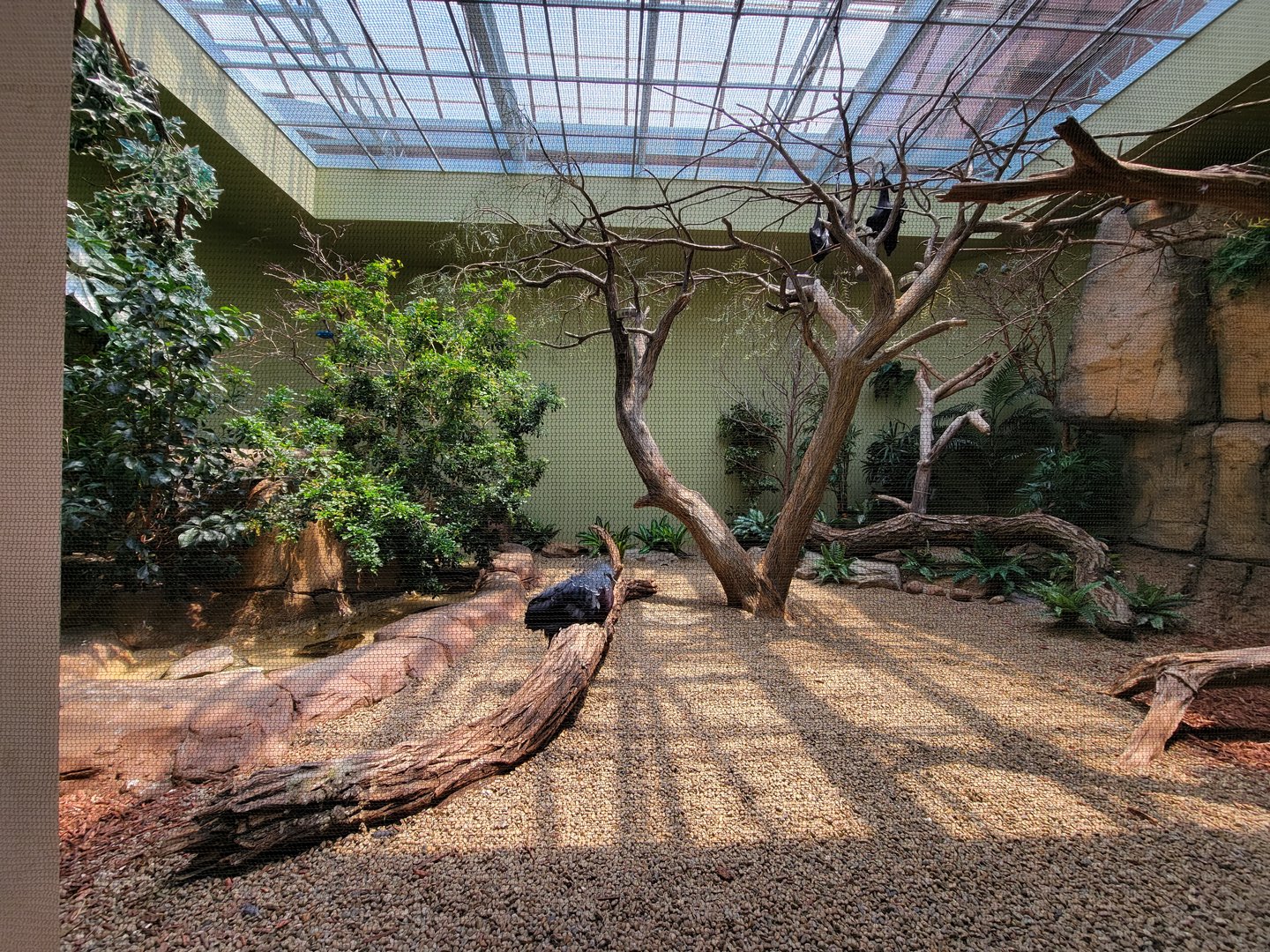 National Aviary - Canary's Call, mixed species habitat