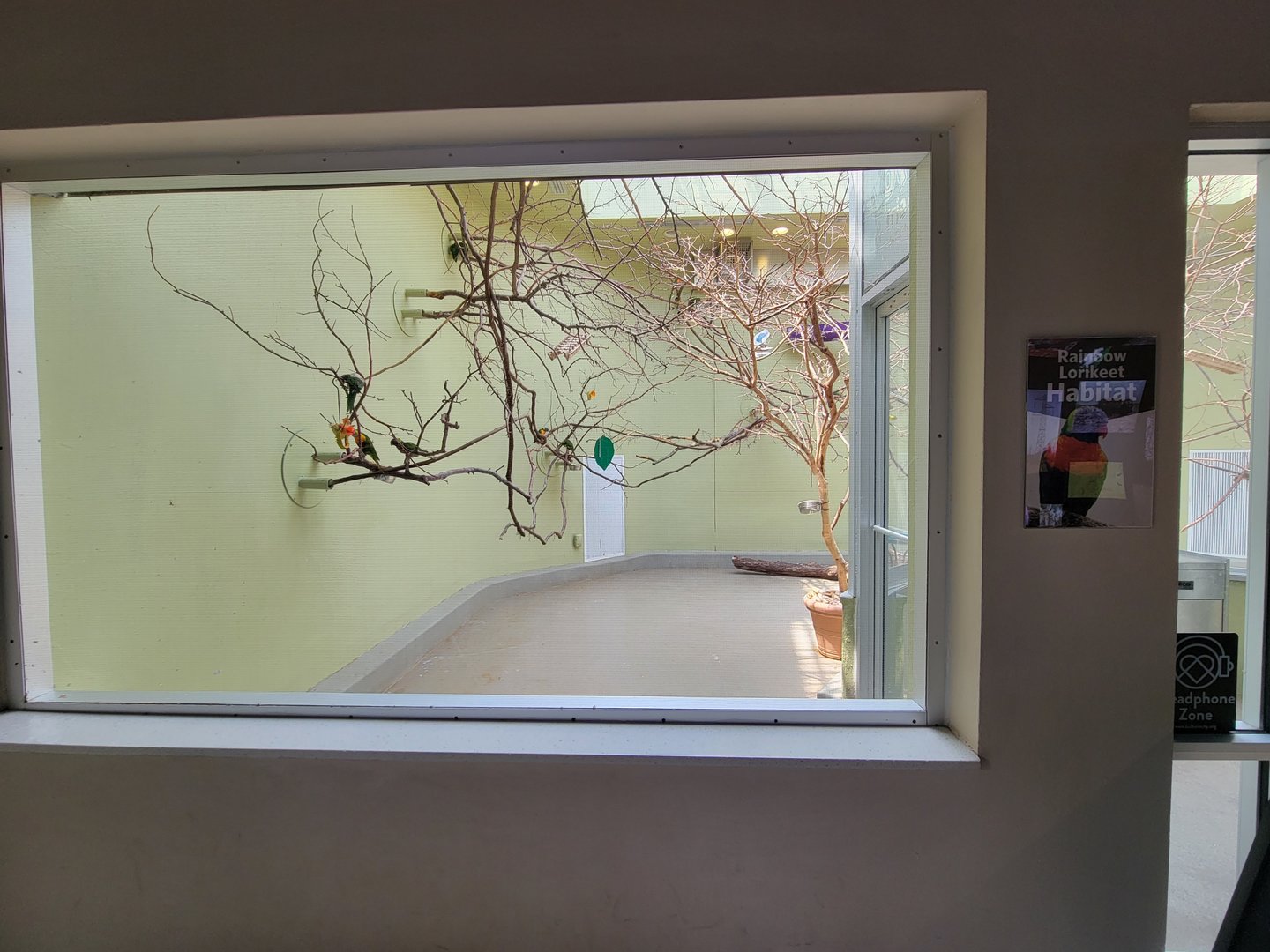 National Aviary - Canary's Call, Rainbow lorikeets
