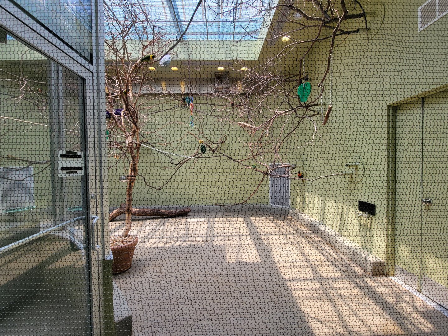 National Aviary - Canary's Call, Rainbow lorikeets