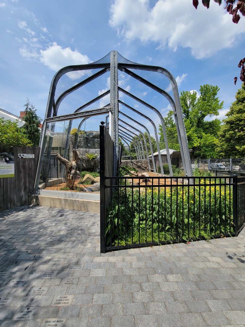 National Aviary - Condor Court, Andean Condor exhibit #1