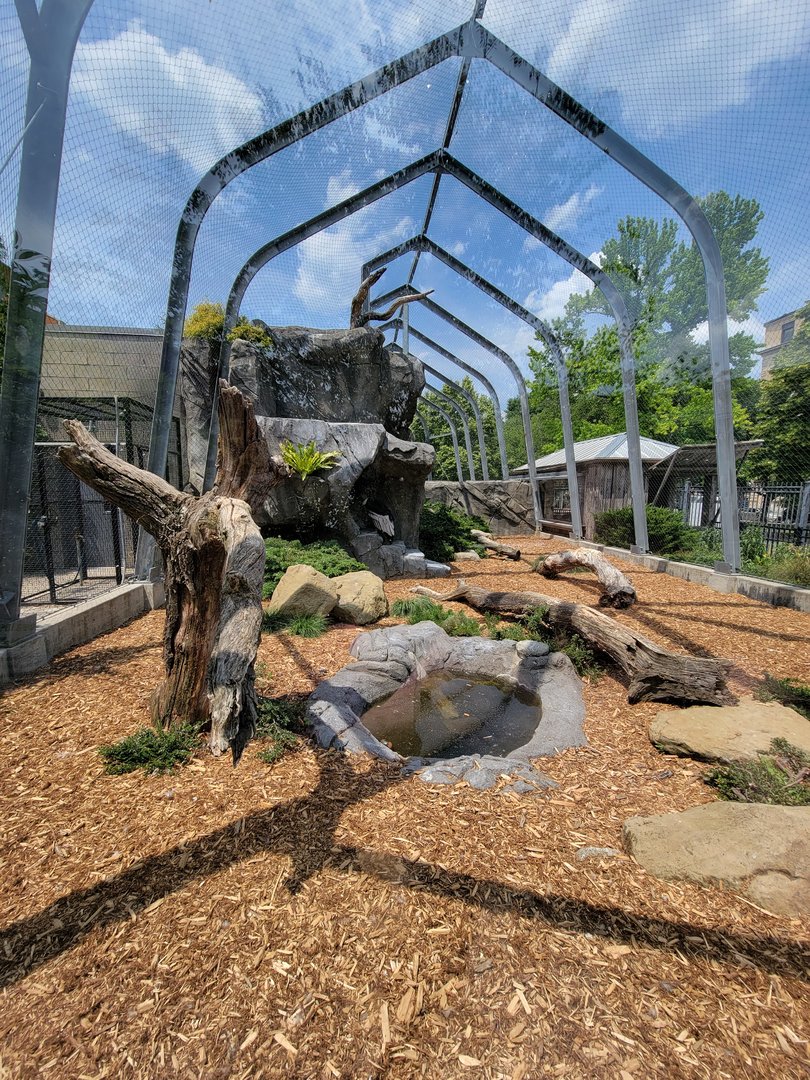 National Aviary - Condor Court, Andean Condor exhibit #1