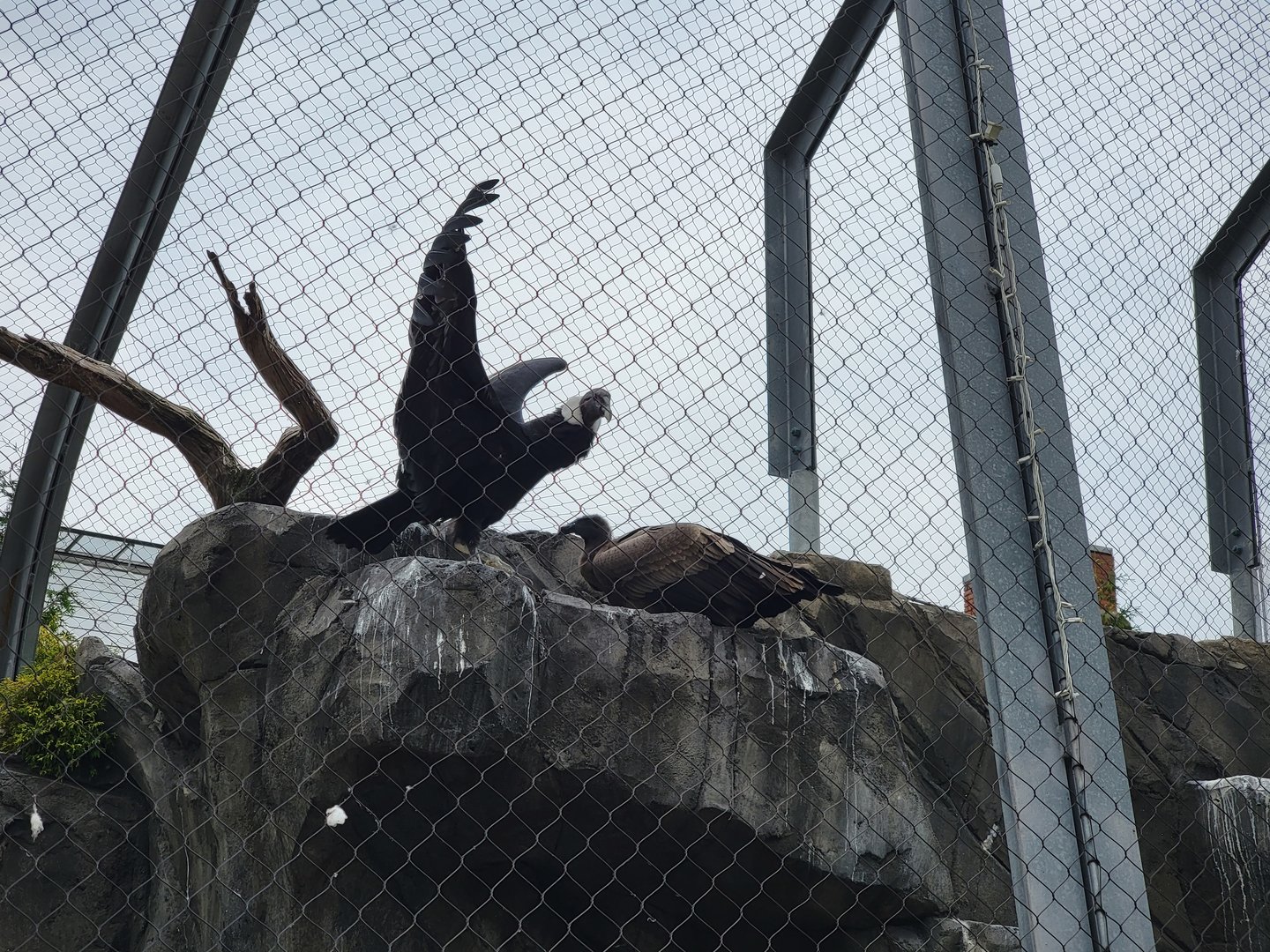 National Aviary - Condor Court, Andean Condor exhibit #1