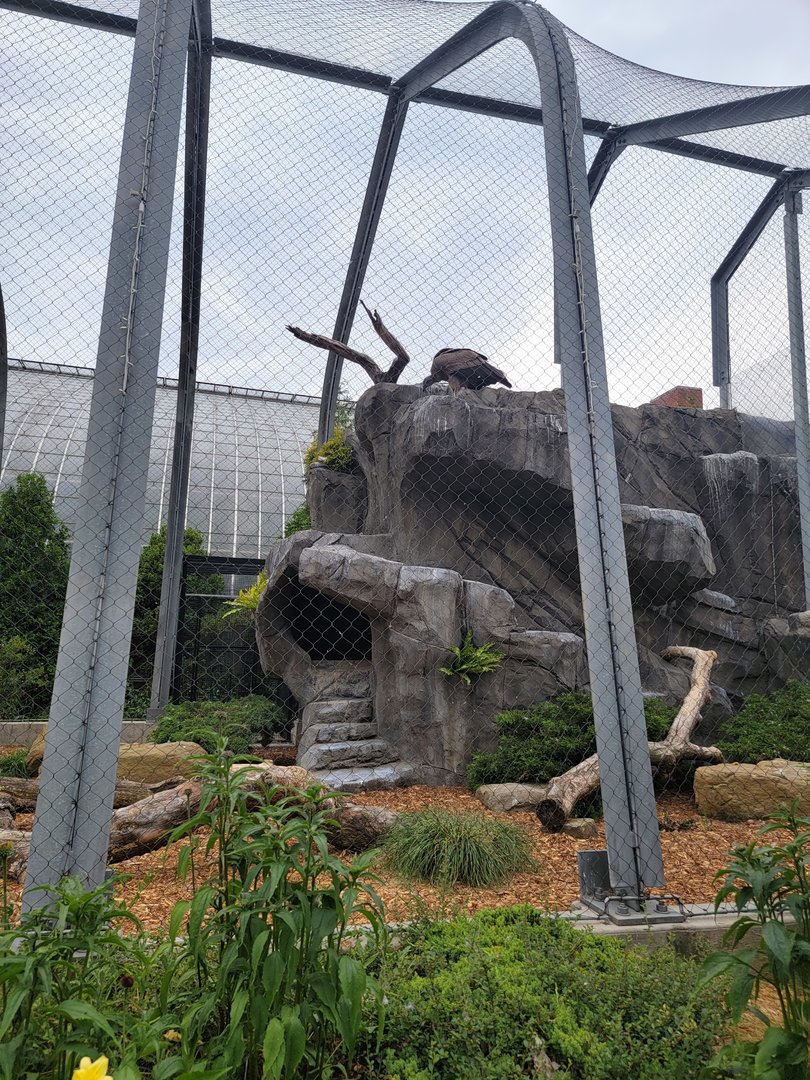 National Aviary - Condor Court, Andean Condor exhibit #1