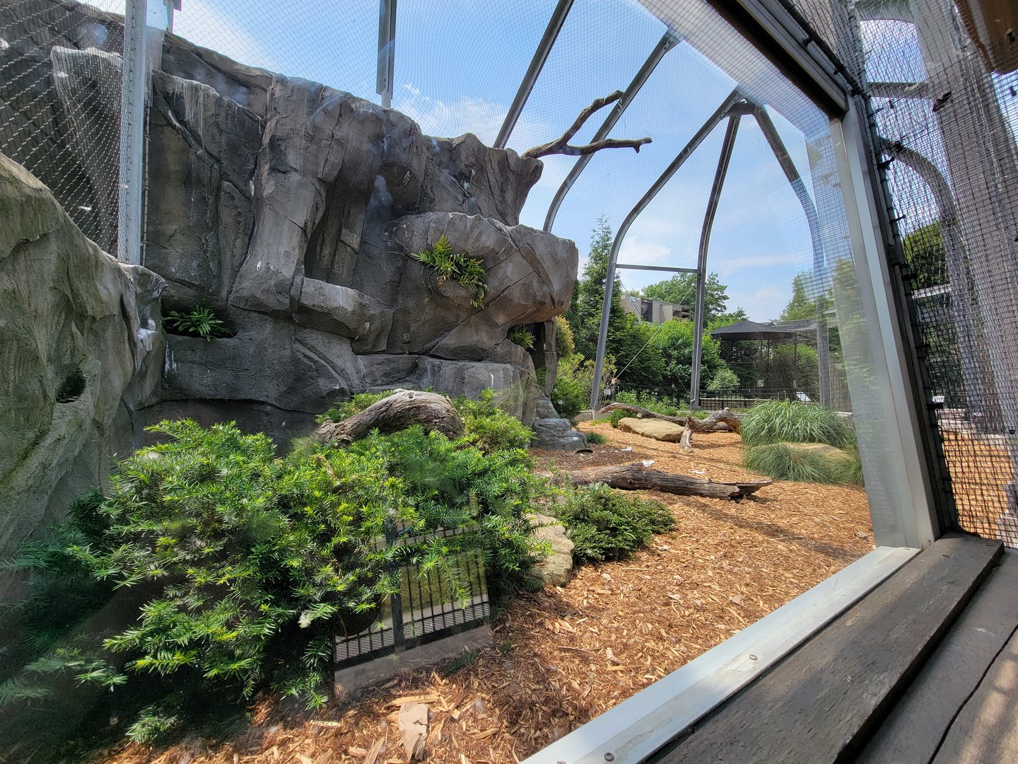 National Aviary - Condor Court, Andean Condor exhibit #2