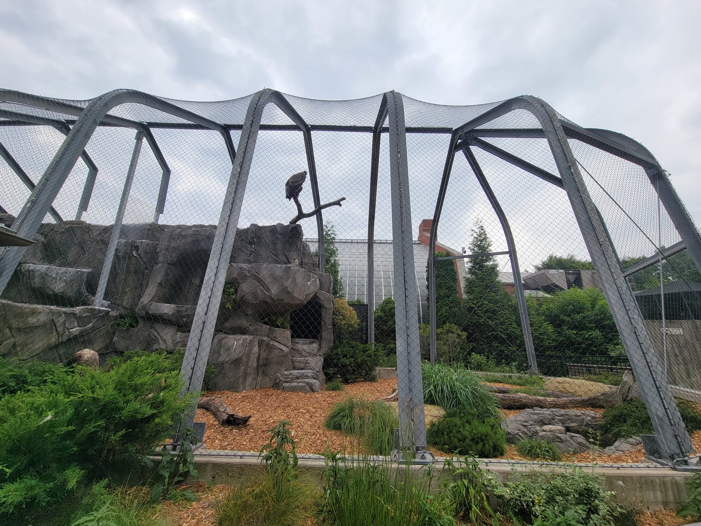 National Aviary - Condor Court, Andean Condor exhibit #2
