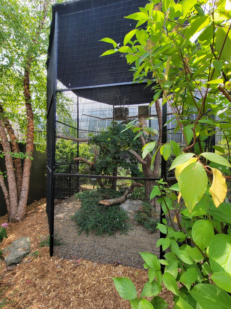 National Aviary - Condor Court, Barred owl