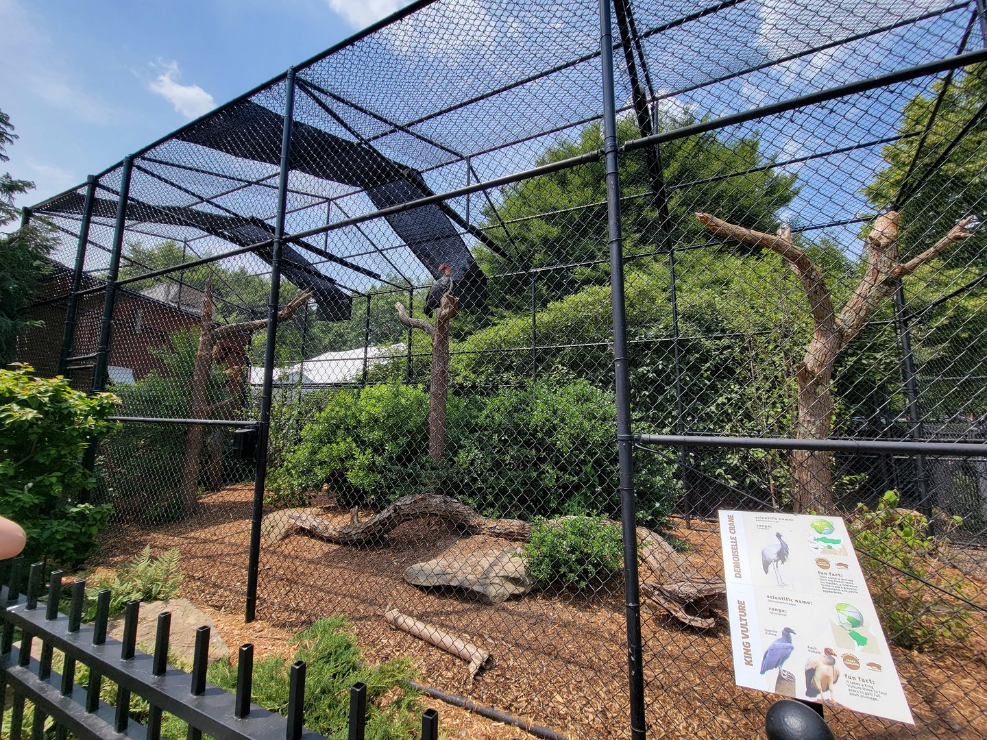 National Aviary - Condor Court, Demoiselle Crane and King Vulture