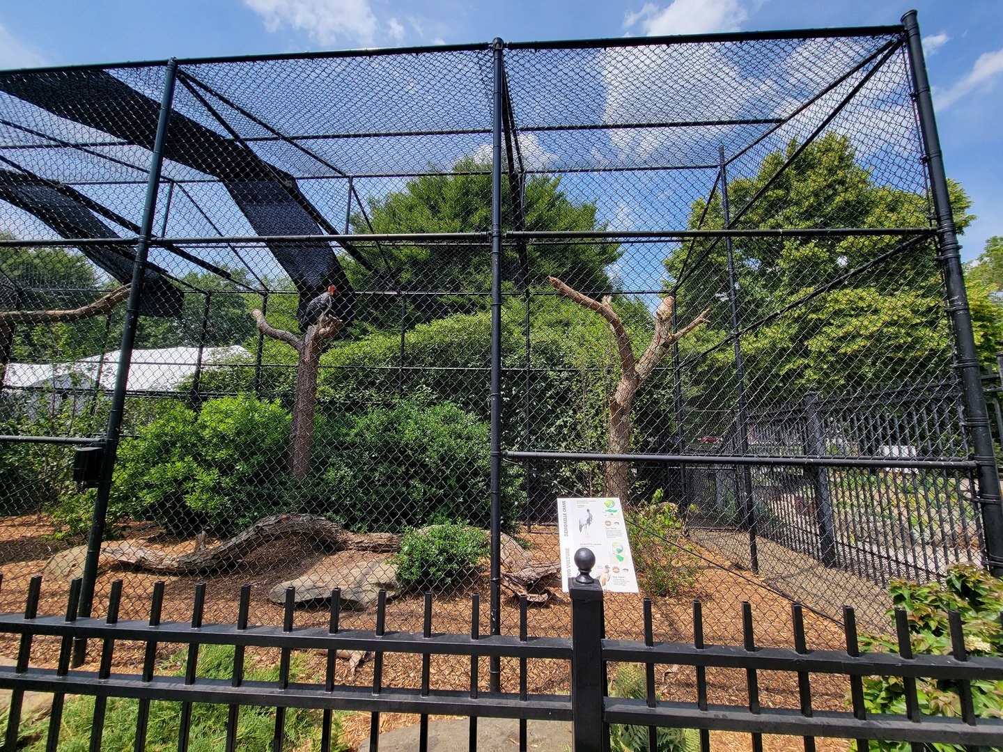 National Aviary - Condor Court, Demoiselle Crane and King Vulture