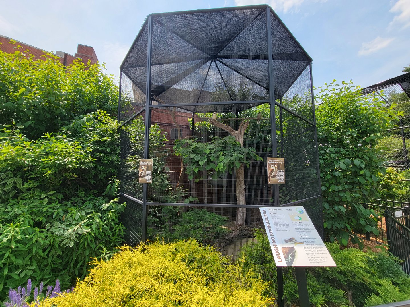 National Aviary - Condor Court, Laughing Kookaburra